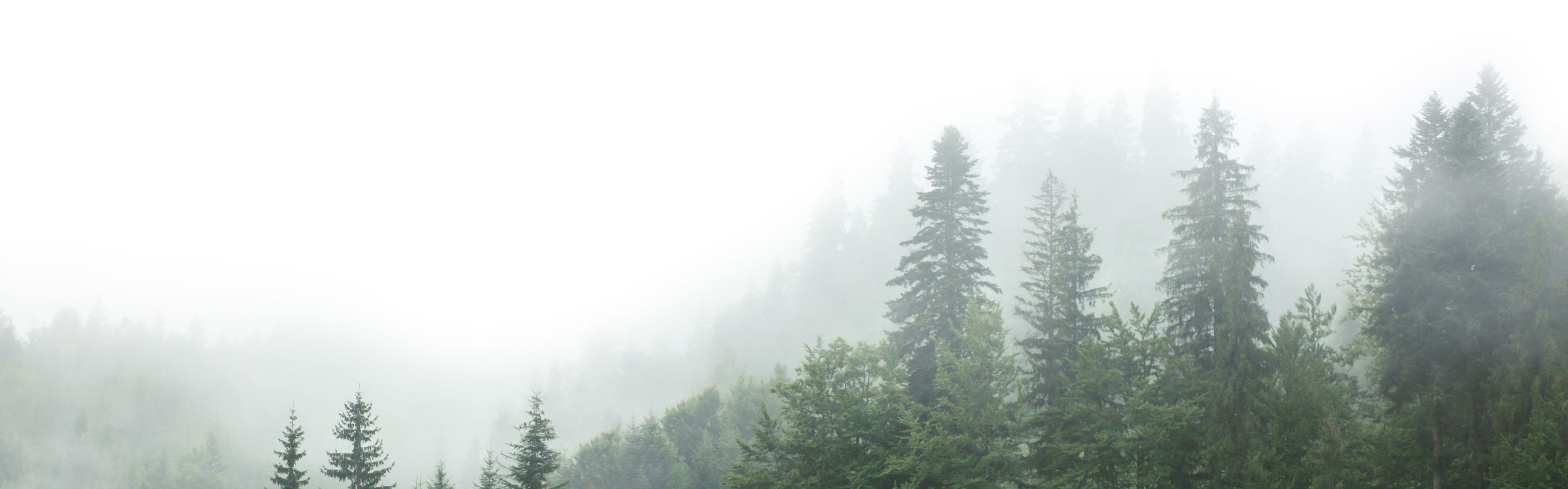 foret banniere