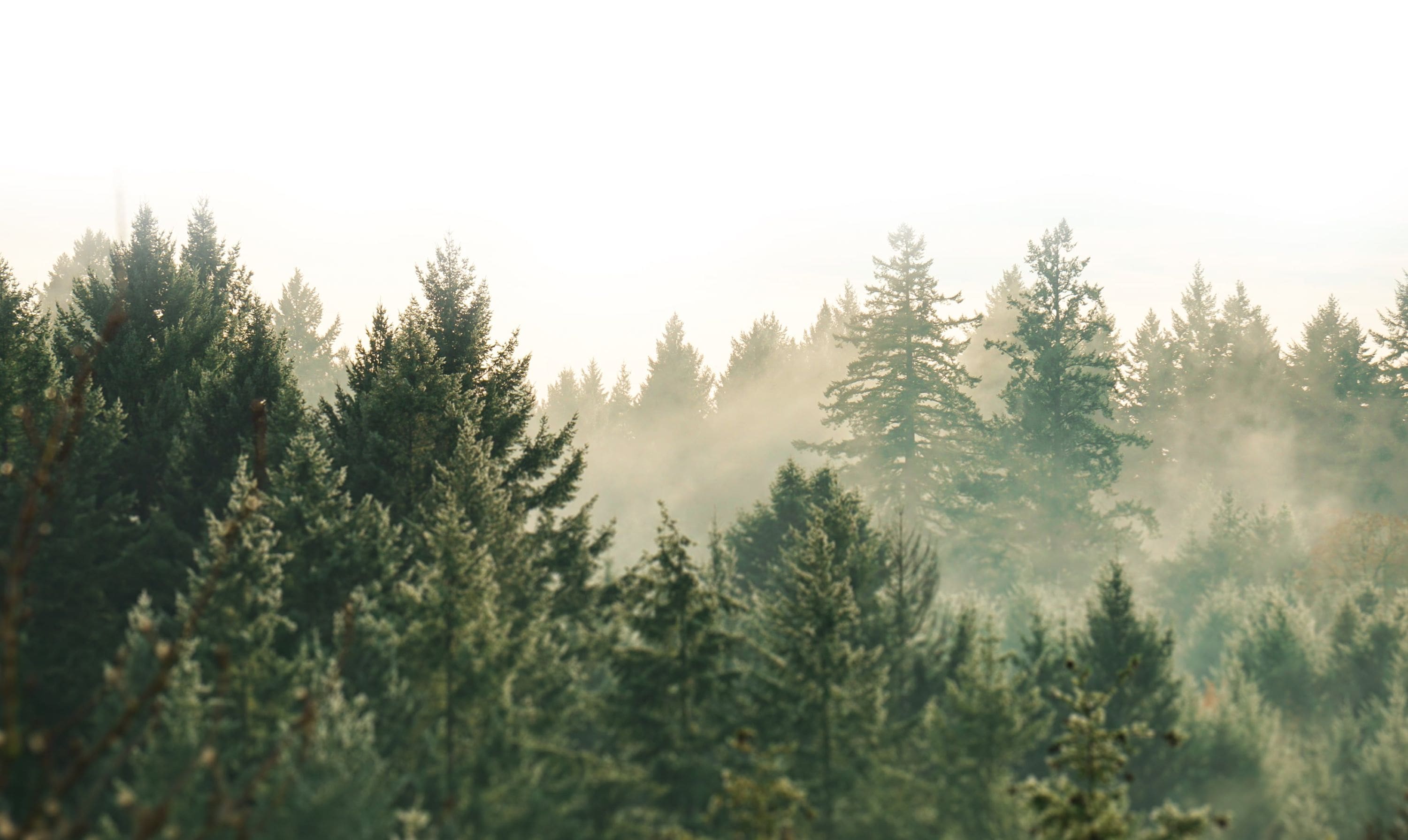 Foret